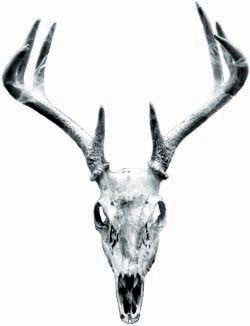 Deer Skull Graphic in Gray