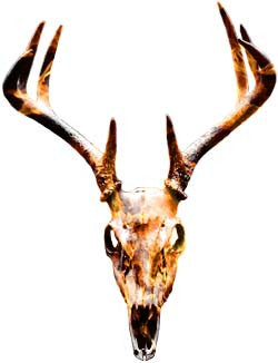 Deer Skull Graphic in Inferno Flames